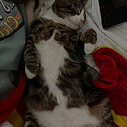 Bartholomew joined the competition — help win amazing prizes! cat, tabby_cat, sleeping, bed, blanket, person, sweatshirt, tablet, indoor, relaxed, fur, paw, face, nose, ear, white_fur, striped_fur, cozy, resting, tablet_device