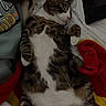 cat, tabby_cat, sleeping, bed, blanket, person, sweatshirt, tablet, indoor, relaxed, fur, paw, face, nose, ear, white_fur, striped_fur, cozy, resting, tablet_device