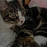 Bartholomew joined the competition — help win amazing prizes! cat, tabby_cat, close_up, green_eyes, fur, whiskers, paws, relaxed, indoor, plush_toy, pink, white_surface, soft_texture, animal, pet, cute, sleepy, cozy, resting, portrait