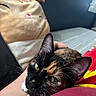 cat, tortoiseshell, pet, animal, close_up, resting, indoor, bed, plush_toy, human_arm, feline, whiskers, ears, eyes, fur, cozy, relaxed, home, comfort, sleepy