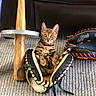 cat, kitten, bengal_cat, animal, pet, baseball_glove, baseball_bat, sports_equipment, indoor, carpet, sitting, striped_fur, wide_eyes, fluffy, cute, portrait, playful, brown, black, yellow