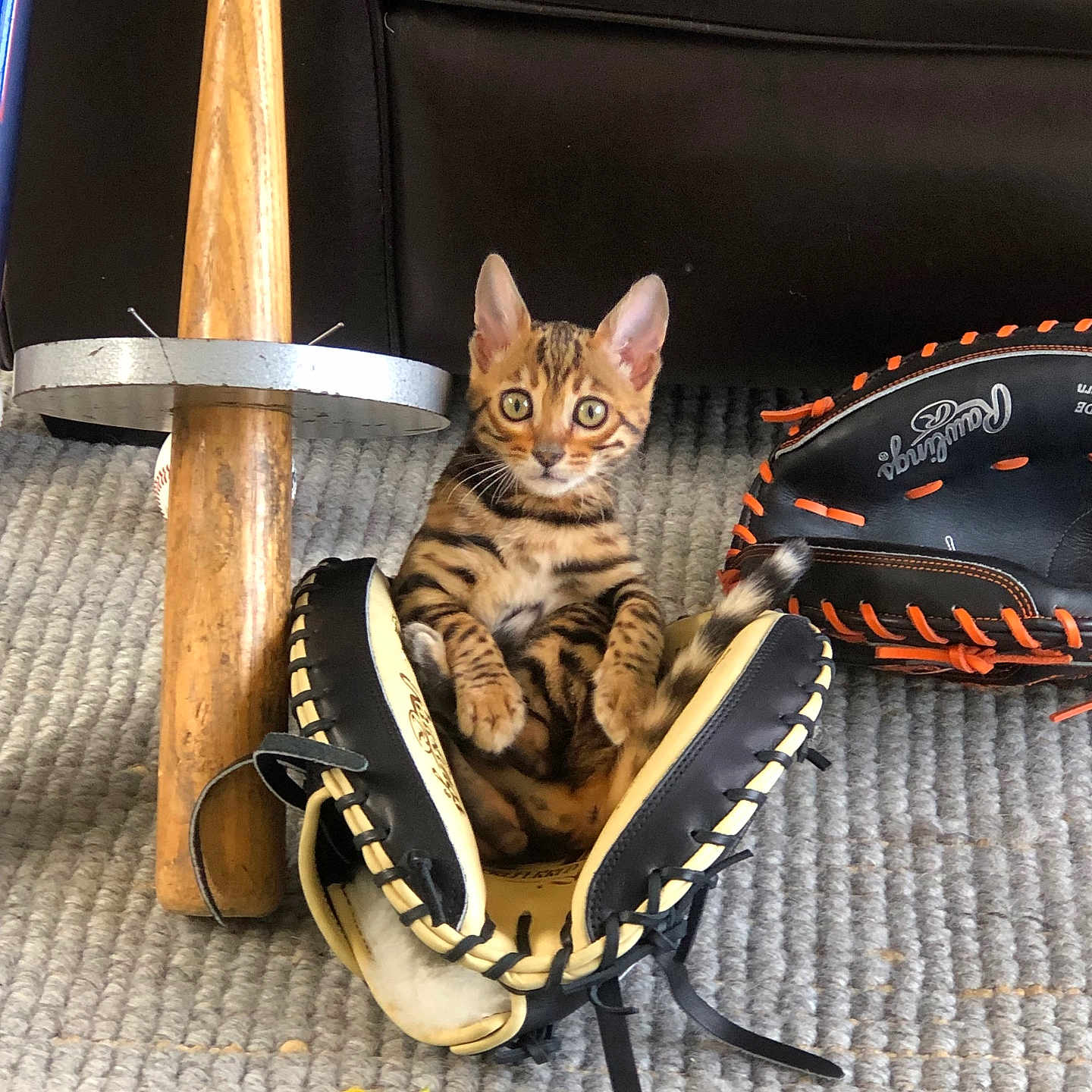 Stinson is registered to the contest to win money with this photo: cat, kitten, bengal_cat, animal, pet, baseball_glove, baseball_bat, sports_equipment, indoor, carpet, sitting, striped_fur, wide_eyes, fluffy, cute, portrait, playful, brown, black, yellow