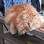 cat, close_up, cozy, domestic_animal, ears, fluffy, fur, ginger_cat, green_eyes, household_item, indoor, long_hair, orange_fur, pet, portrait, shelf, staring, table, whiskers, wooden_table