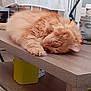 buddha_statue, cat, close_up, cozy, decor, fur, furniture, ginger_cat, home, indoor, longhair, nap, paw, pet, relaxed, sleeping, table, tranquil, whiskers, wooden_table