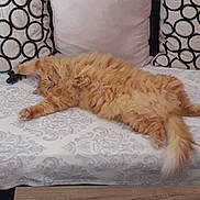 Némo a rejoint le concours — aidez-le/la à gagner de superbes lots ! blanket, cat, couch, cozy, fluffy_cat, fur, ginger_cat, home, indoor, long_fur, orange_fur, patterned_pillow, paw, pet, pillow, relaxed, sleeping, tabby, tail, upholstery