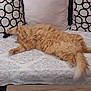blanket, cat, couch, cozy, fluffy_cat, fur, ginger_cat, home, indoor, long_fur, orange_fur, patterned_pillow, paw, pet, pillow, relaxed, sleeping, tabby, tail, upholstery