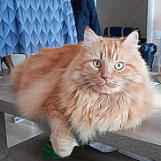 Némo participe au concours pour gagner de l'argent avec cette photo : cat, ginger_cat, orange_cat, fluffy, long_hair, fur, pet, whiskers, green_eyes, paw, table, furniture, indoor, home, portrait, closeup, relaxed, mammal, cozy, curious