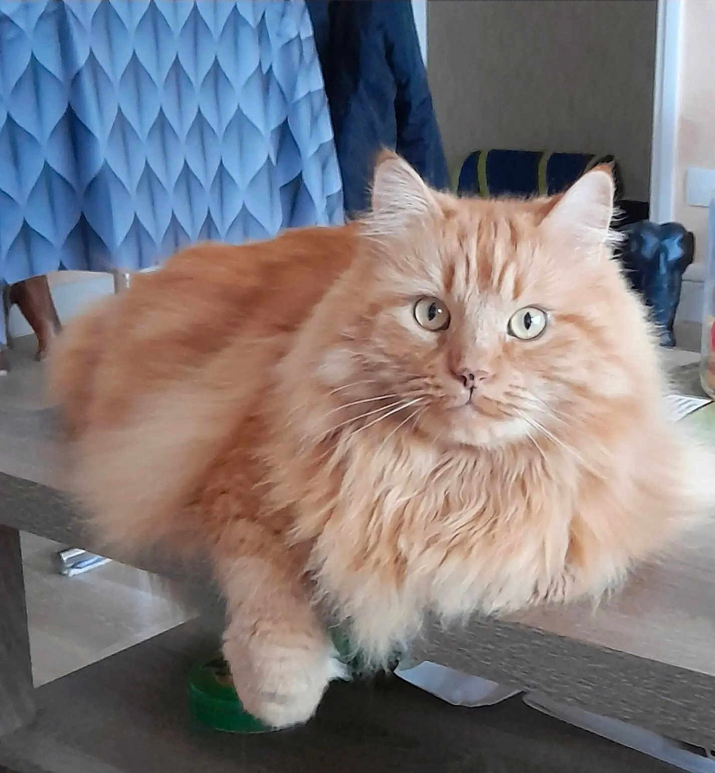 Némo participe au concours pour gagner de l'argent avec cette photo : cat, ginger_cat, orange_cat, fluffy, long_hair, fur, pet, whiskers, green_eyes, paw, table, furniture, indoor, home, portrait, closeup, relaxed, mammal, cozy, curious