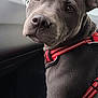 Vénus a rejoint le concours — aidez-le/la à gagner de superbes lots ! animal, canine, car_interior, close_up, companion, cute, dog, ears, fur, gray_dog, indoor, looking_back, pet, portrait, rain_drops, red_harness, seat, snout, window, young_dog