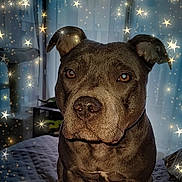 Vénus a rejoint le concours — aidez-le/la à gagner de superbes lots ! animal, bed, blanket, canine, companion, cute, decor, dog, ears, eyes, face, fur, furniture, home, indoor, magic_effect, nose, pet, portrait, sparkles