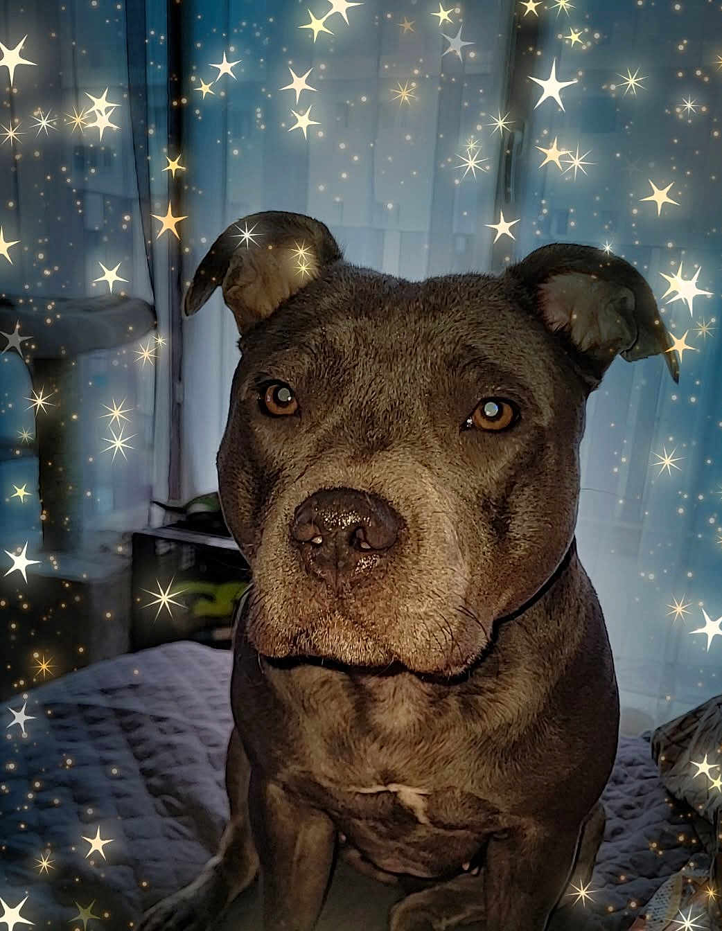 Vénus a rejoint le concours — aidez-le/la à gagner de superbes lots ! animal, bed, blanket, canine, companion, cute, decor, dog, ears, eyes, face, fur, furniture, home, indoor, magic_effect, nose, pet, portrait, sparkles