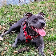 Vénus participe au concours pour gagner de l'argent avec cette photo : animal, canine, closeup, dog, ears_up, grass, happy, mammal, nature, outdoor, panting, pet, playful, red_harness, relaxed, resting, river, smiling, summer, tongue_out