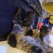 Hershey is registered to the contest to win money with this photo: cat, fluffy, black_fur, gray_fur, indoor, bed, lamp, headboard, curious_eyes, relaxed, pet, feline, cozy, home, resting, textured_surface, animal, fur, mammal, household