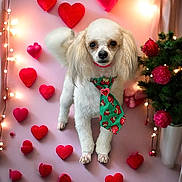 Dutton is registered to the contest to win money with this photo: animal, background, christmas_tree, cute, decorative, dog, fairy_lights, festive, fluffy, heart_decorations, holiday, indoor, pet, poodle, portrait, red_hearts, small_dog, tie, valentine_theme, white_dog