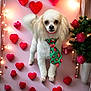 animal, background, christmas_tree, cute, decorative, dog, fairy_lights, festive, fluffy, heart_decorations, holiday, indoor, pet, poodle, portrait, red_hearts, small_dog, tie, valentine_theme, white_dog