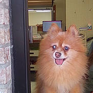 Sinckers is registered to the contest to win money with this photo: animal, brick_wall, counter, cute, dog, fluorescent_light, fur, happy, indoor, office, paws, pet, pomeranian, portrait, service_window, shelf, small_dog, smile, tongue, window