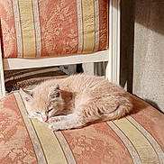 Loumina participe au concours pour gagner de l'argent avec cette photo : cat, kitten, sleeping, chair, patterned_fabric, striped, orange, yellow, sunlight, indoor, cozy, furniture, pet, resting, cute, animal, fluffy, small, calm, quiet