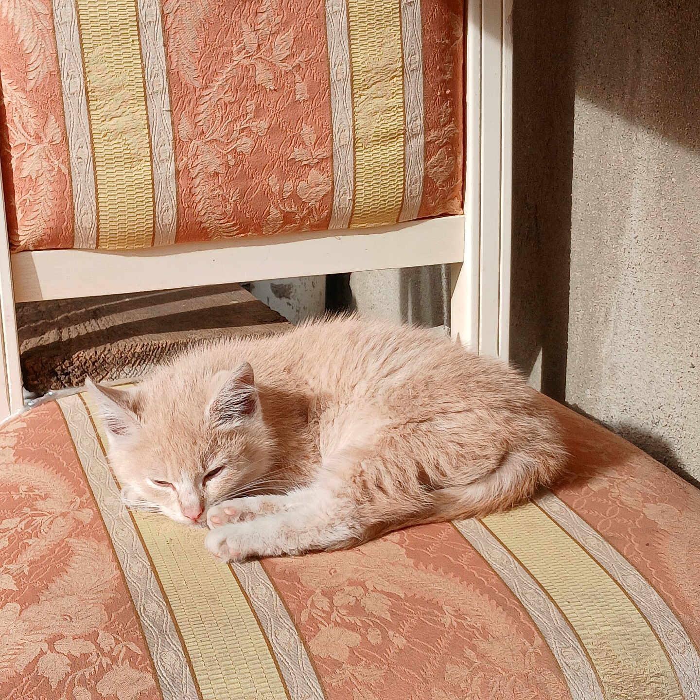 Loumina participe au concours pour gagner de l'argent avec cette photo : cat, kitten, sleeping, chair, patterned_fabric, striped, orange, yellow, sunlight, indoor, cozy, furniture, pet, resting, cute, animal, fluffy, small, calm, quiet