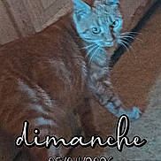 Caramel a rejoint le concours — aidez-le/la à gagner de superbes lots ! animal, cat, curious, date, dimanche, domestic, ears, feline, floor, ginger_cat, grainy, indoor, looking, low_light, pet, shadow, tabby, text_overlay, wall, whiskers