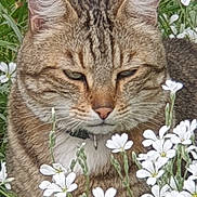 Vagabond a rejoint le concours — aidez-le/la à gagner de superbes lots ! anemone, animal, cat, daisy, face, flower, geranium, grass, head, herbal, herbs, leaf, person, pet, petal, photography, plant, portrait, pottedplant, vegetation