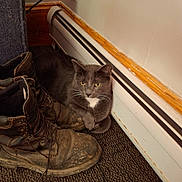 Wyatt joined the competition — help win amazing prizes! cat, gray_cat, boots, worn_boots, carpet, baseboard_heater, indoor, pet, feline, resting, cozy, fur, whiskers, yellow_eyes, domestic_cat, floor, corner, wall, home, relaxed