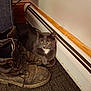 cat, gray_cat, boots, worn_boots, carpet, baseboard_heater, indoor, pet, feline, resting, cozy, fur, whiskers, yellow_eyes, domestic_cat, floor, corner, wall, home, relaxed