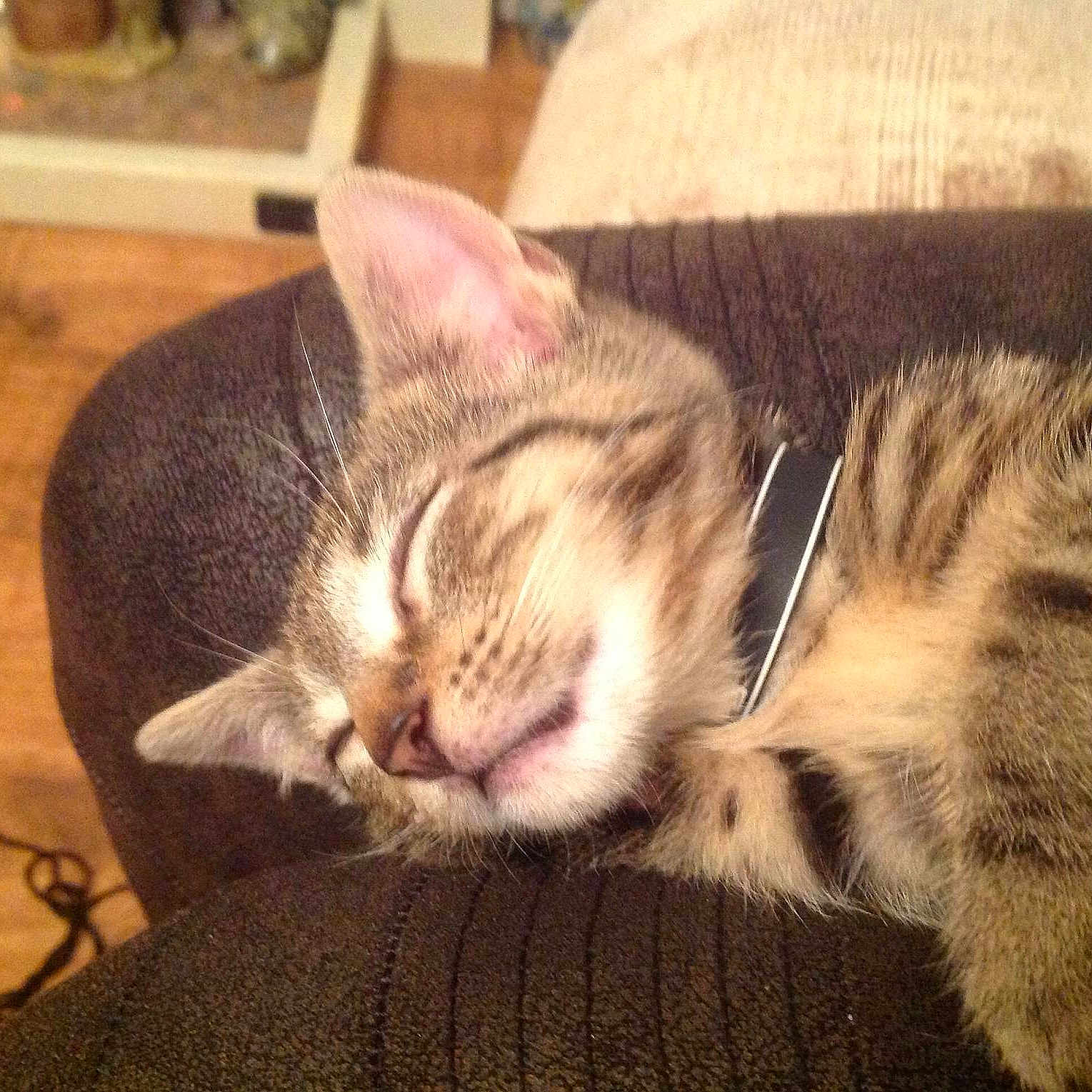 Bonnie joined the competition — help win amazing prizes!