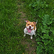 Peach a rejoint le concours — aidez-le/la à gagner de superbes lots ! dog, grass, greenery, path, outdoor, happy, panting, canine, pet, nature, leaf, summer, animal, looking_up, tongue_out, brown_and_white, smiling, playful, ears_up, walking_path