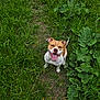 dog, grass, greenery, path, outdoor, happy, panting, canine, pet, nature, leaf, summer, animal, looking_up, tongue_out, brown_and_white, smiling, playful, ears_up, walking_path