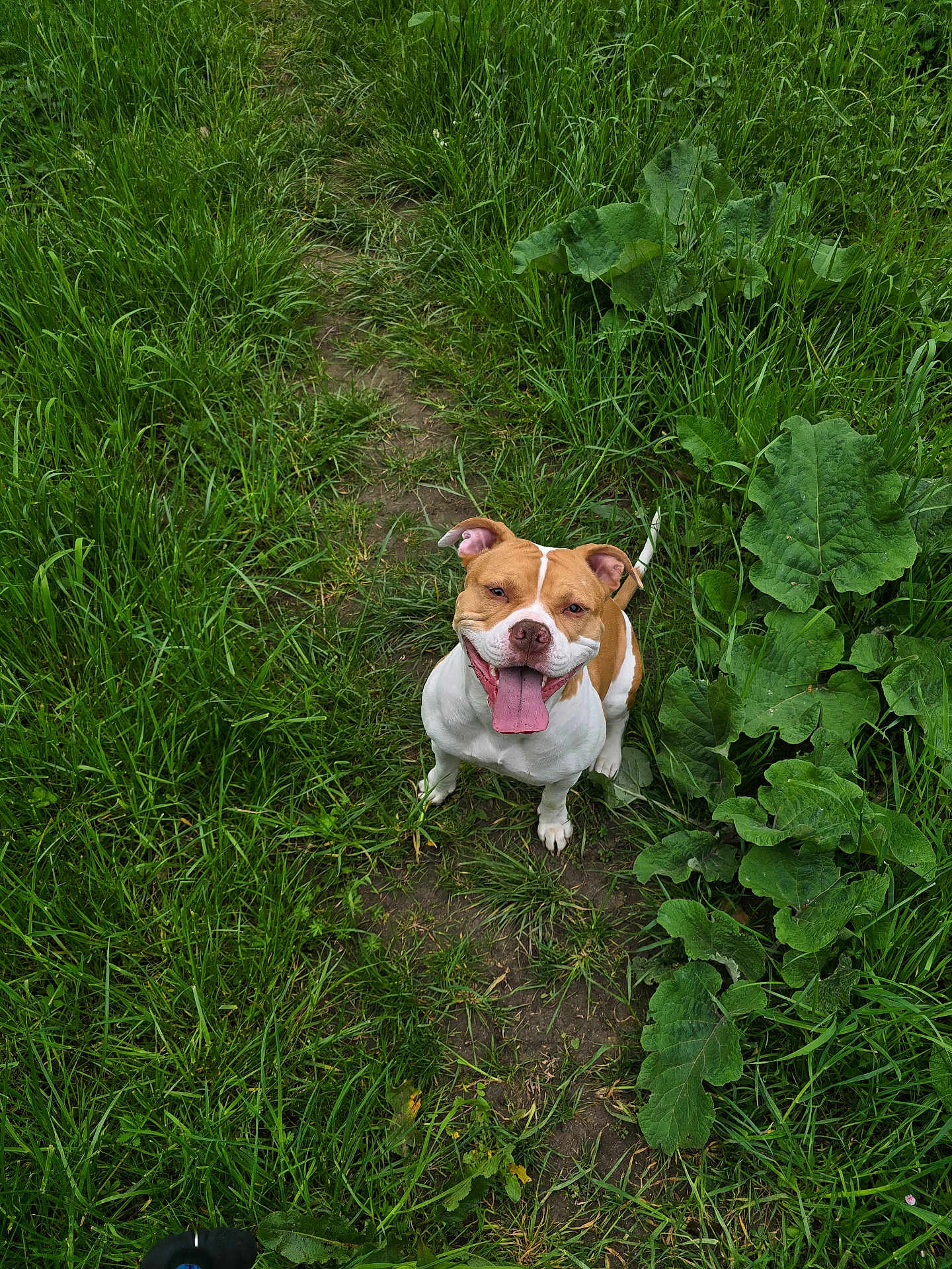 Peach a rejoint le concours — aidez-le/la à gagner de superbes lots ! dog, grass, greenery, path, outdoor, happy, panting, canine, pet, nature, leaf, summer, animal, looking_up, tongue_out, brown_and_white, smiling, playful, ears_up, walking_path