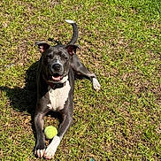 Sugar is registered to the contest to win money with this photo: dog, tennis_ball, grass, outdoor, pet, animal, playful, sunlight, happy, canine, collar, smiling, laying_down, nature, daylight, tongue_out, ears_up, paw, shadow, fun