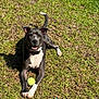 dog, tennis_ball, grass, outdoor, pet, animal, playful, sunlight, happy, canine, collar, smiling, laying_down, nature, daylight, tongue_out, ears_up, paw, shadow, fun