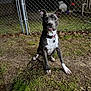 dog, canine, pet, outdoor, night, grass, fence, chain_link_fence, tongue_out, collar, animal, mammal, sitting, alert, ears_up, ground, yard, domestic_animal, cute, young_dog