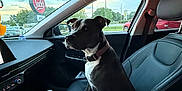 Sugar joined the competition — help win amazing prizes! dog, car_interior, passenger_seat, window, bottle, cup_holder, jack's_sign, sky, trees, road, collar, seatbelt, dashboard, modern_car, evening, parked_car, vehicle, pet, animal, leisure