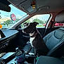 dog, car_interior, passenger_seat, window, bottle, cup_holder, jack's_sign, sky, trees, road, collar, seatbelt, dashboard, modern_car, evening, parked_car, vehicle, pet, animal, leisure