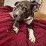 Sugar is registered to the contest to win money with this photo: dog, pet, bed, blanket, indoor, furniture, fan, wooden_dresser, comfort, relaxing, canine, paws, fur, collar, resting, looking, side_view, homedecor, cozy, animal