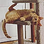 Thomas joined the competition — help win amazing prizes! animal, carpeted, cat, cat_tree, cozy, curious, cute, feline, fluffy_tail, fur, ginger_cat, house_pet, indoor, pet_bed, playful, relaxed, resting, toy, wide_eyes, wooden_floor
