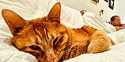 Thomas is registered to the contest to win money with this photo: blanket, cat, close_up, couch, cozy, ear, framed_pictures, fur, home, indoor, nose, orange_tabby, person, relaxed, resting, sleeping, spray_bottle, wall_art, whiskers, white
