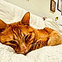 blanket, cat, close_up, couch, cozy, ear, framed_pictures, fur, home, indoor, nose, orange_tabby, person, relaxed, resting, sleeping, spray_bottle, wall_art, whiskers, white