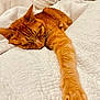 bed, blurred_background, cat, comfort, cozy, cute, domestic_animal, feline, fur, indoor, mammal, nap, orange_tabby, paw, pet, relaxed, resting, sleeping, whiskers, white_quilt