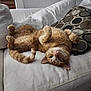 Thomas is registered to the contest to win money with this photo: animal, cat, couch, cushion, cute, domestic_animal, feline, fur, ginger_cat, home, indoor, lying_down, paws, pet, relaxed, resting, tabby, upside_down, whiskers, white_couch