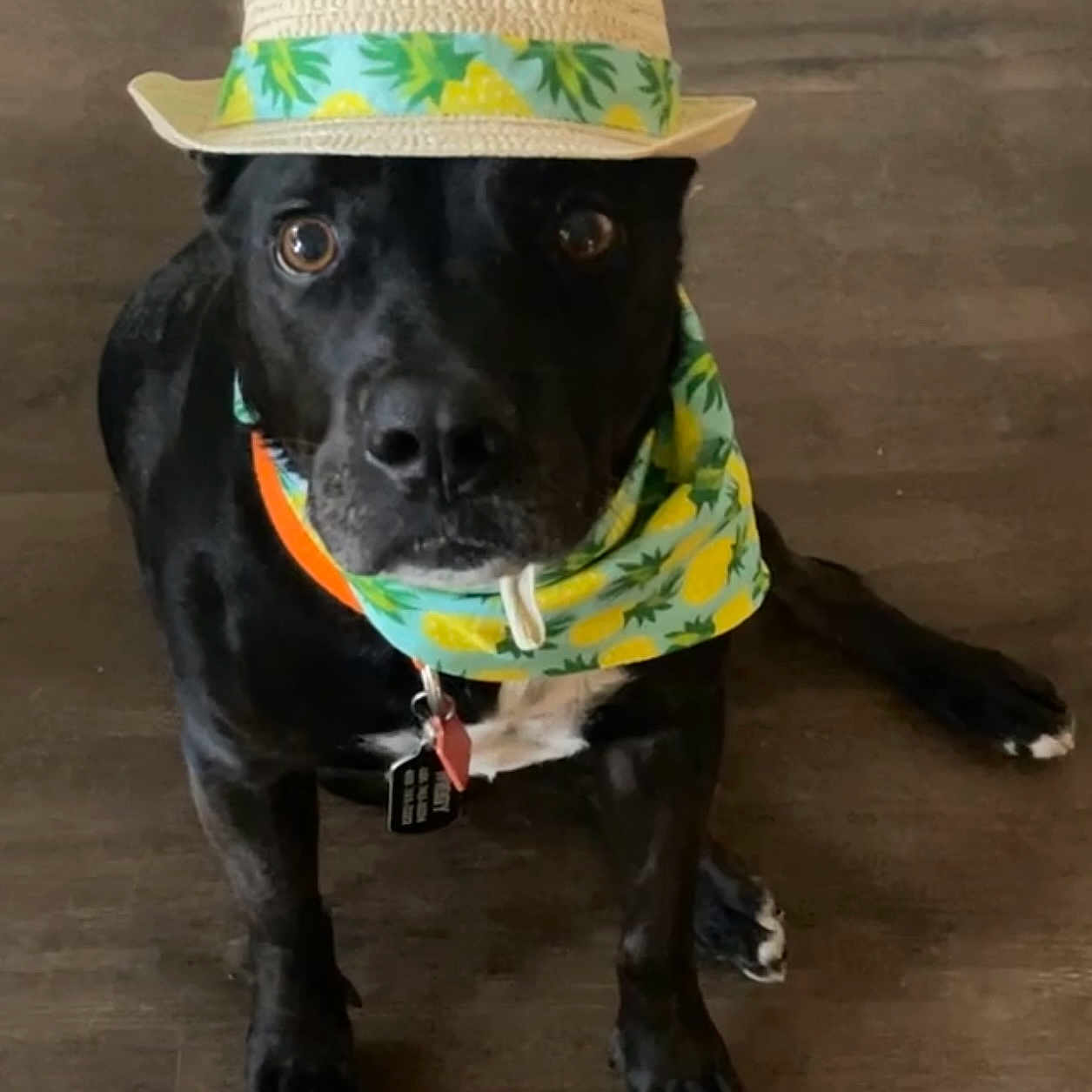 Wiggy joined the competition — help win amazing prizes! animal, bulldog, canine, cap, clothing, countryside, dog, hat, hound, labradorretriever, nature, outdoors, person, pet, pointer, puppy, sitting, sombrero, straw, sunhat