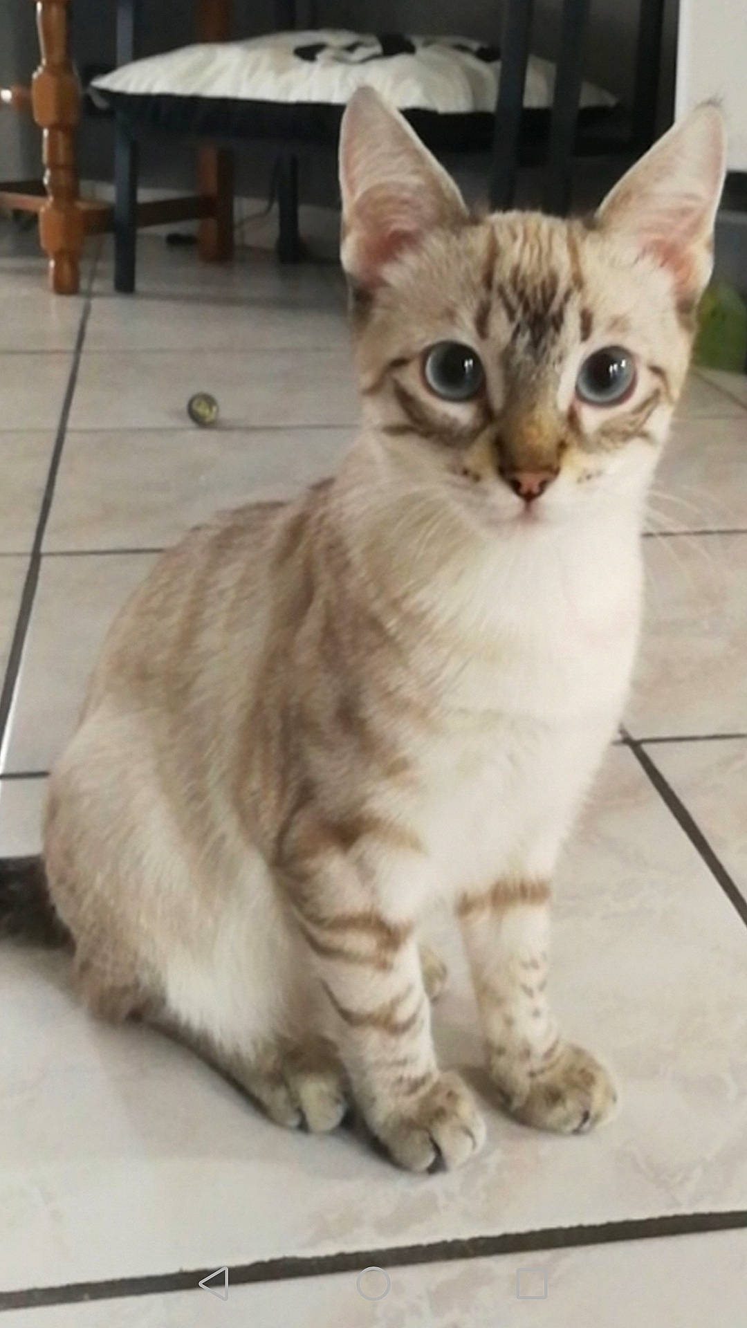 Parker participe au concours pour gagner de l'argent avec cette photo : aegean_cat, american_wirehair, arabian_mau, asian, australian_mist, burmilla, carnivore, cat, domestic_short_haired_cat, european_shorthair, felidae, kitten, mammal, munchkin, singapura, small_to_medium_sized_cats, sokoke, tabby_cat, vertebrate, whiskers