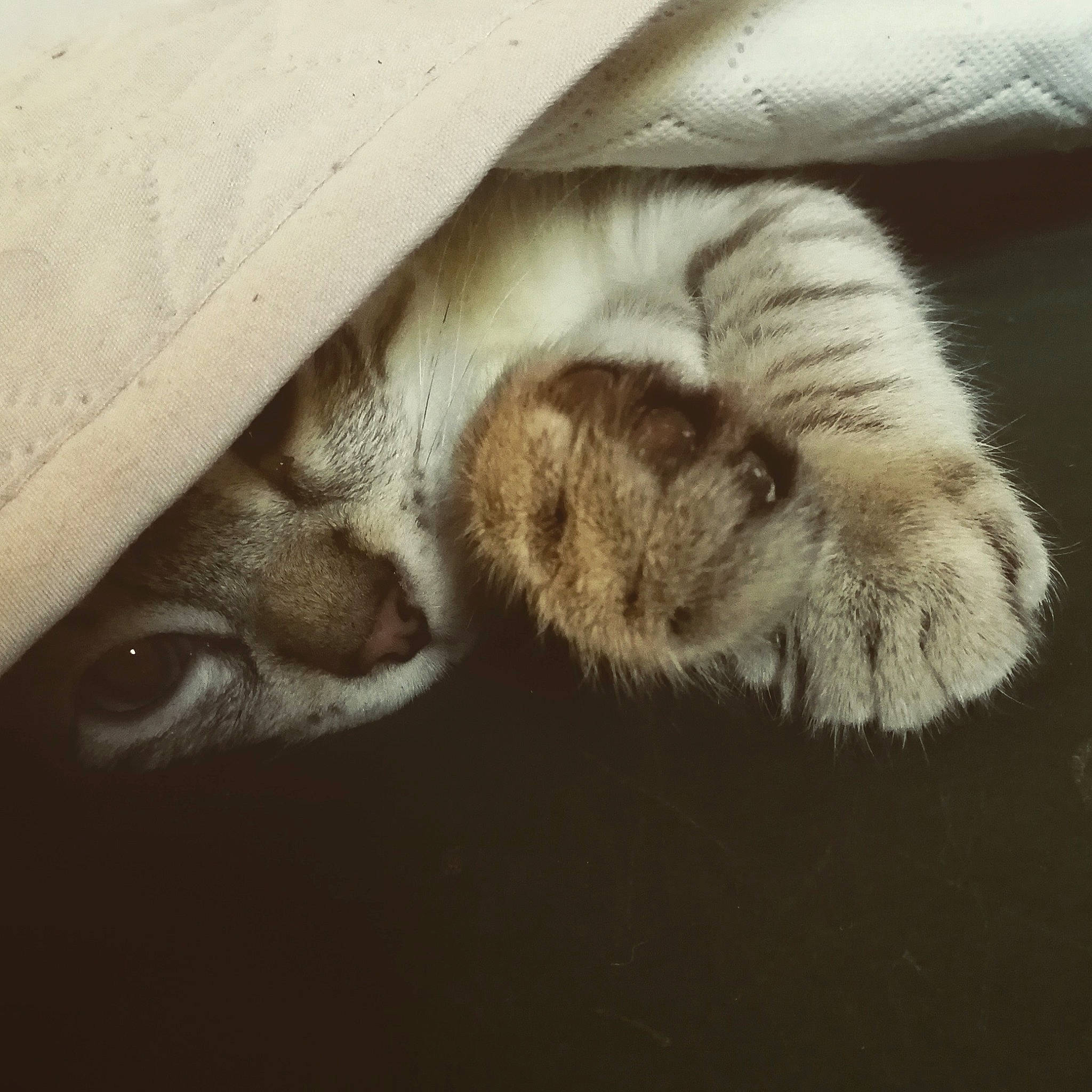 Parker participe au concours pour gagner de l'argent avec cette photo : carnivore, cat, claw, ear, european_shorthair, eye, felidae, fur, kitten, nap, nose, organism, paw, polydactyl_cat, sleep, small_to_medium_sized_cats, snout, tabby_cat, whiskers