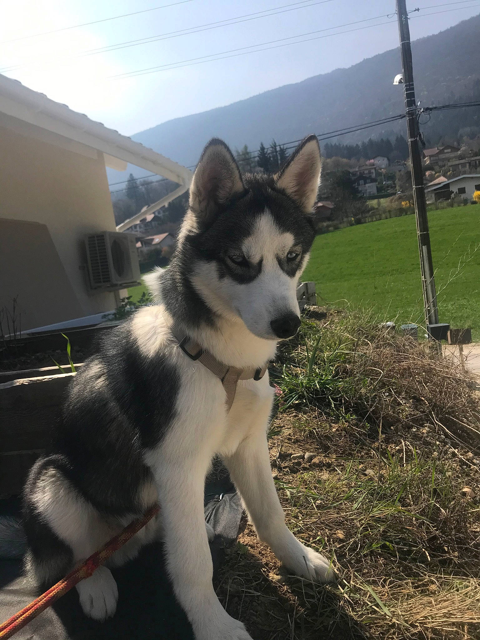Lasko a rejoint le concours — aidez-le/la à gagner de superbes lots ! alaskan_klee_kai, alaskan_malamute, canadian_eskimo_dog, canidae, carnivore, dog, dog_breed, east_siberian_laika, greenland_dog, mammal, native_american_indian_dog, rare_breed_dog, sakhalin_husky, seppala_siberian_sleddog, siberian_husky, sled_dog, tamaskan_dog, vertebrate, west_siberian_laika, wolfdog