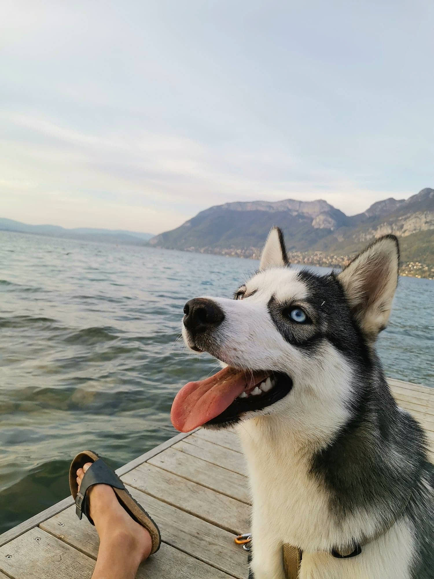 Lasko participe au concours pour gagner de l'argent avec cette photo : alaskan_klee_kai, alaskan_malamute, canadian_eskimo_dog, canidae, carnivore, dog, dog_breed, east_siberian_laika, greenland_dog, mammal, northern_inuit_dog, rare_breed_dog, sakhalin_husky, seppala_siberian_sleddog, siberian_husky, sled_dog, snout, vertebrate, wolfdog, working_dog
