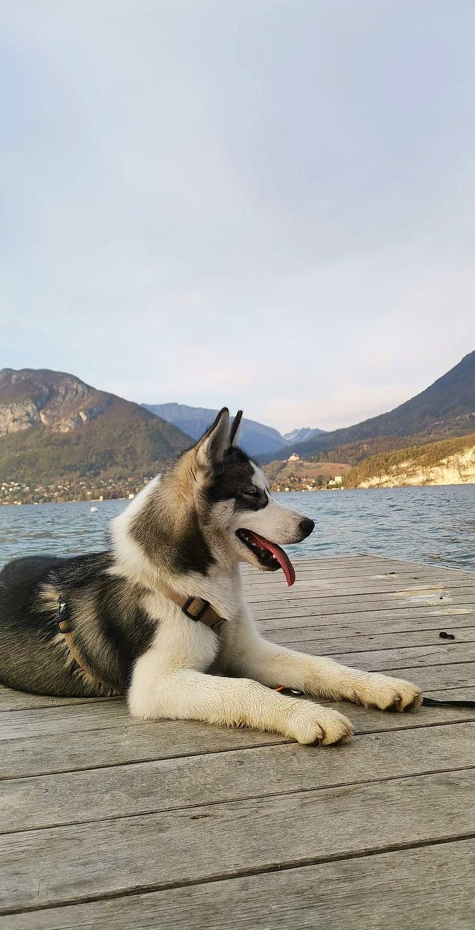 Lasko a rejoint le concours — aidez-le/la à gagner de superbes lots ! canadian_eskimo_dog, canidae, carnivore, dog, dog_breed, east_european_shepherd, east_siberian_laika, greenland_dog, mammal, native_american_indian_dog, northern_inuit_dog, rare_breed_dog, seppala_siberian_sleddog, shiloh_shepherd_dog, siberian_husky, vertebrate, wolfdog