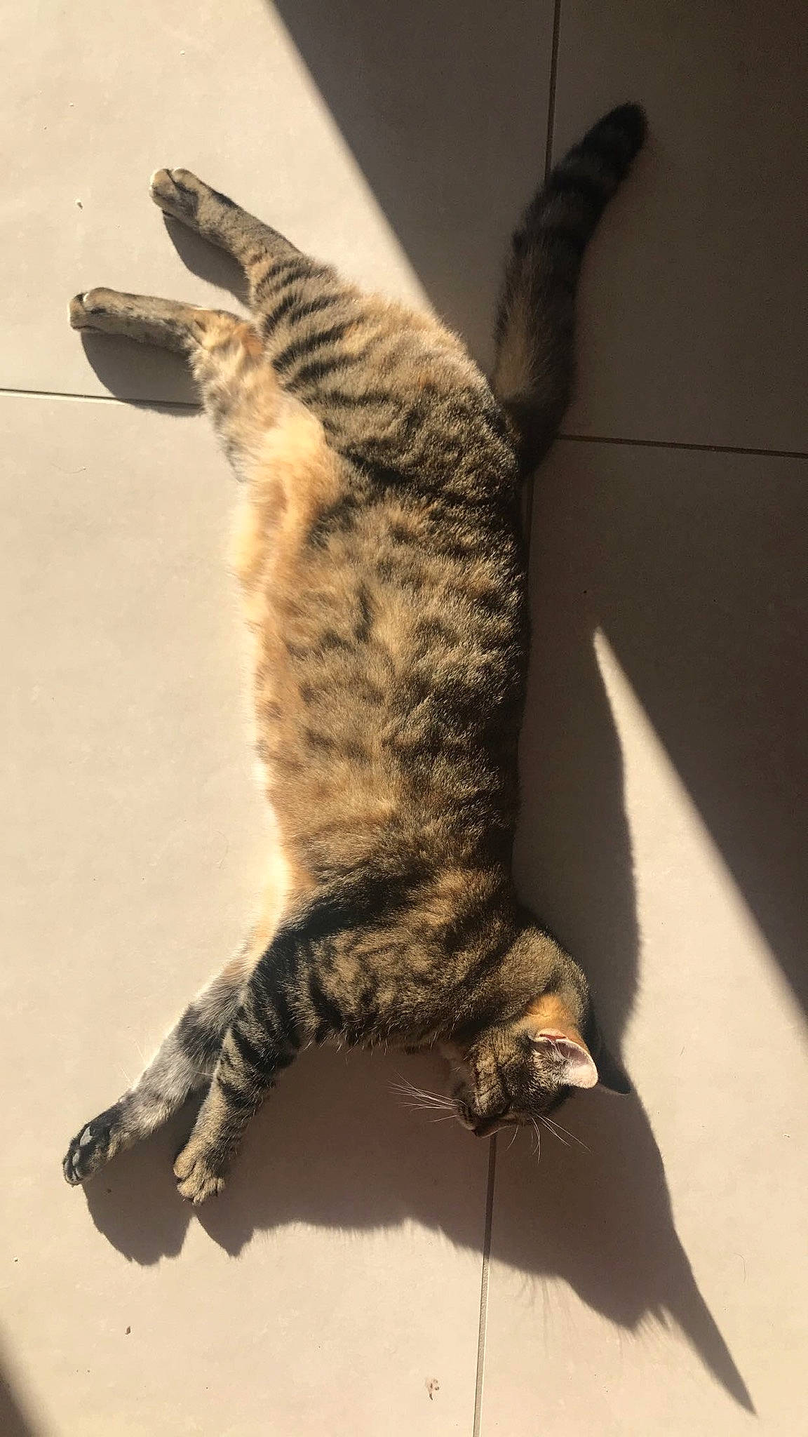 Cacahuète participe au concours pour gagner de l'argent avec cette photo : california_spangled, carnivore, cat, claw, domestic_short_haired_cat, dragon_li, egyptian_mau, european_shorthair, felidae, fur, kitten, small_to_medium_sized_cats, tabby_cat, tail, toyger, whiskers, wild_cat