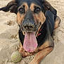 Radja a rejoint le concours — aidez-le/la à gagner de superbes lots ! animal, ball, beach, bodypart, canine, coast, dog, germanshepherd, hound, nature, outdoors, pet, puppy, sea, shoreline, sphere, sport, tennis, tennisball, water