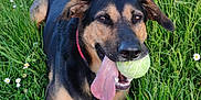 Radja participe au concours pour gagner de l'argent avec cette photo : animal, ball, canine, dog, field, football, grass, grassland, hound, lawn, nature, outdoors, pet, plant, puppy, soccer, soccerball, sport, tennis, tennisball